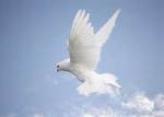 Peace - Dove