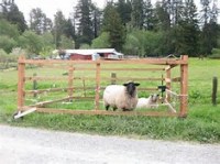 Sheep in a pen
