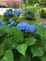 78 - my blue hydrangeas with lots of blooms