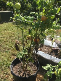 tomato-in-soil